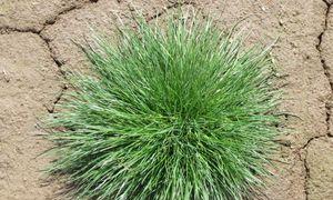 Райграс Пастбищный (Многолетний) Газонная трава райграс