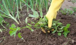 Пищевая сода для сада и огорода: применение соды на даче, от вредителей и болезней на растениях